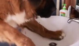 宠物自我爆料视频