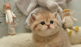 吃瓜娱乐绿茶猫,揭秘娱乐圈背后的秘密