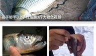钓鱼爆料视频下载大全免费,免费下载，尽享垂钓乐趣
