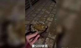 鲍鱼最新爆料视频大全集,揭秘娱乐圈不为人知的秘密大揭秘