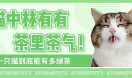 吃瓜娱乐绿茶猫,揭秘娱乐圈背后的秘密