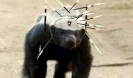 粉丝爆料平头哥视频播放,粉丝爆料视频引热议