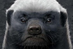 粉丝爆料平头哥视频播放,粉丝爆料视频引热议