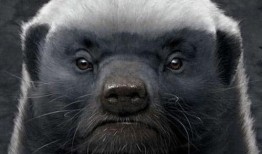 粉丝爆料平头哥视频播放,粉丝爆料视频引热议