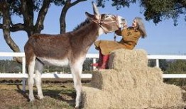 八卦大驴爆料视频,揭秘娱乐圈幕后真相