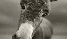 八卦大驴爆料视频,揭秘娱乐圈幕后真相