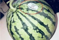 武都网红吃瓜,揭秘幕后故事与热门话题