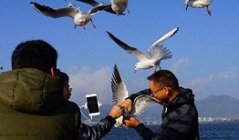 海鸥官方爆料视频大全集,揭秘幕后精彩瞬间