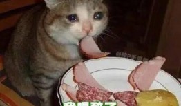 吃瓜娱乐绿茶猫,揭秘娱乐圈背后的秘密