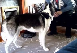 宠物自我爆料视频