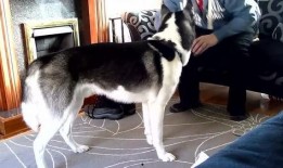 宠物自我爆料视频